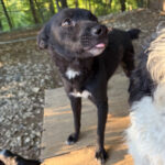 20250805-fotos-billie-08