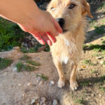 20250805-fotos-darcy-2