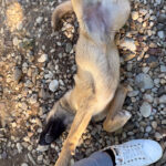 20250805-fotos-josephine-1