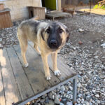 20250805-fotos-josephine-5