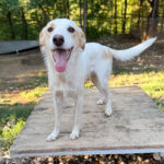 20250805-fotos-lima-1