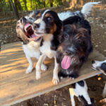 20250805-fotos-pupin-1