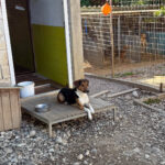 20250805-fotos-zlaja-2
