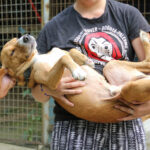 20250806-fotos-bark-01