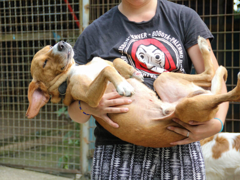 20250806-fotos-bark-01