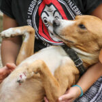 20250806-fotos-bark-05