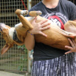 20250806-fotos-bark-06