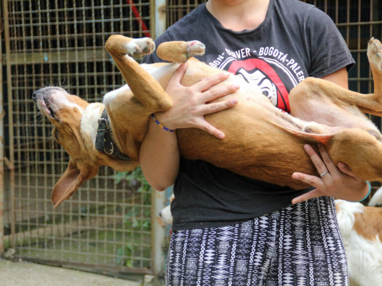 20250806-fotos-bark-06