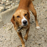 20250806-fotos-bark-07