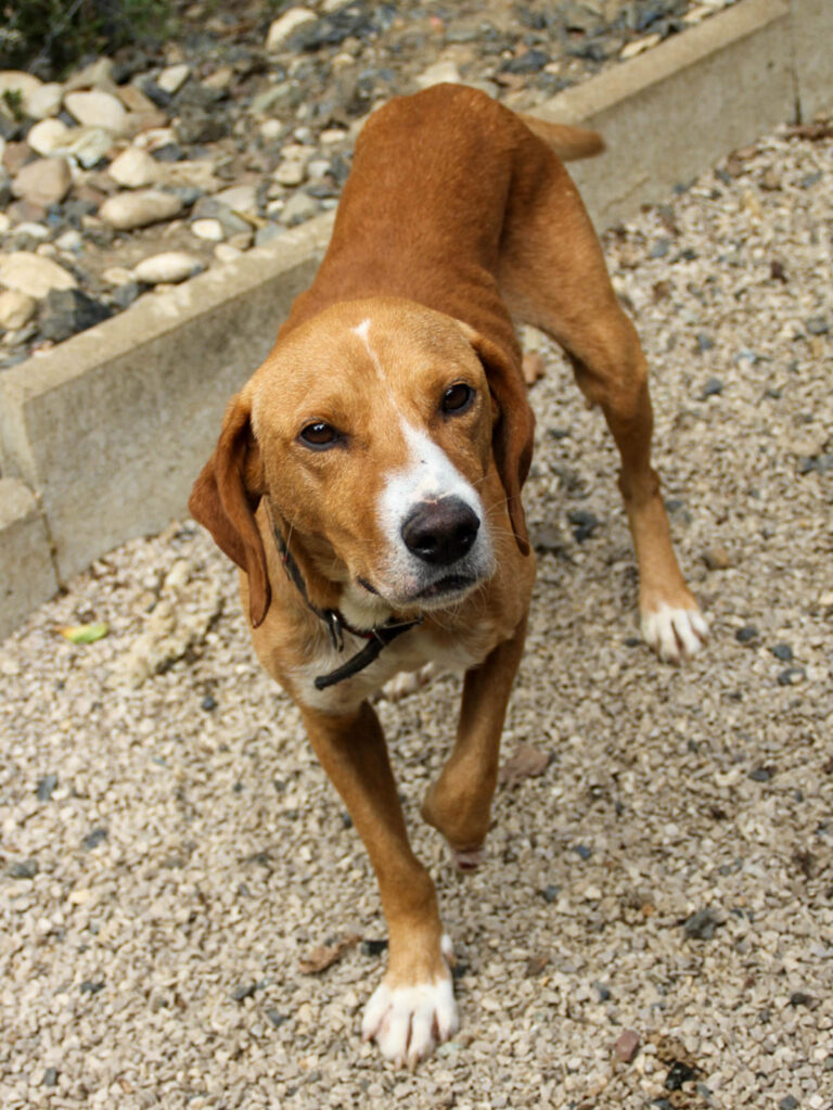 20250806-fotos-bark-07