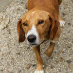 20250806-fotos-bark-08