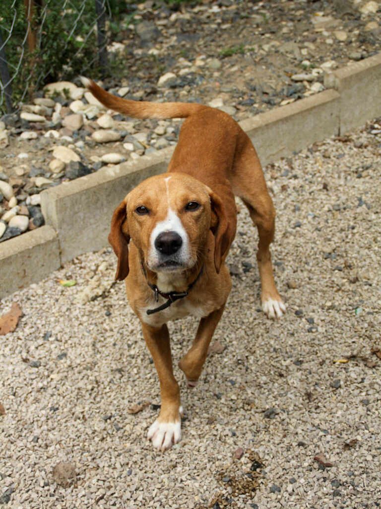20250806-fotos-bark-09
