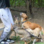 20250806-fotos-bark-11