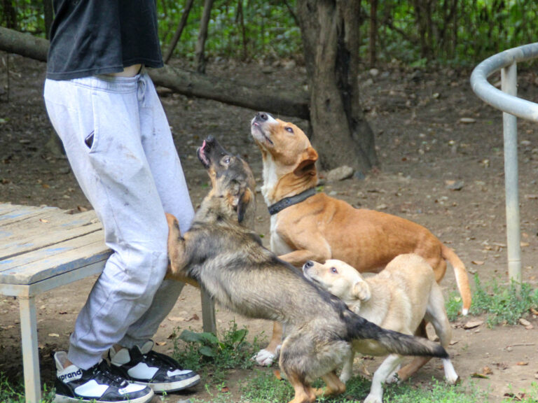 20250806-fotos-bark-11