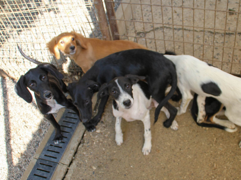 20250806-fotos-ilias-04