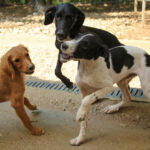 20250806-fotos-ilias-11