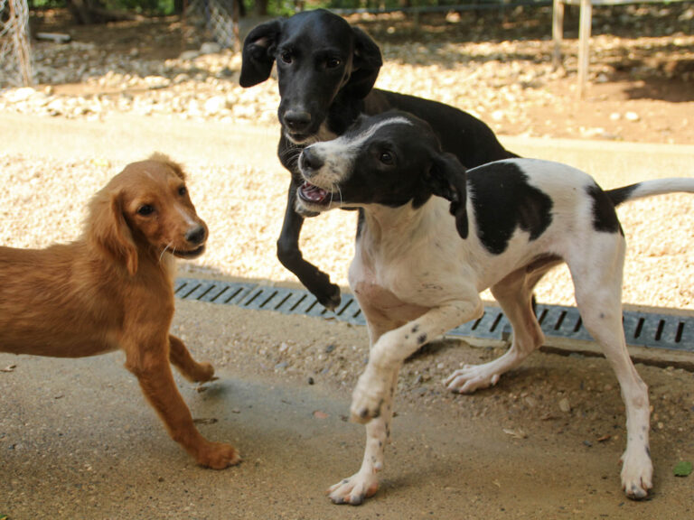 20250806-fotos-ilias-11