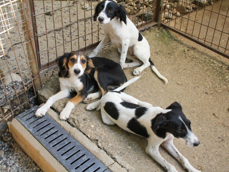 20250806-fotos-ilon-8