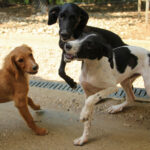 20250806-fotos-irma-9