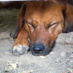 20250815-fotos-Dario-3