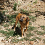 20250815-fotos-alma-04