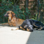 20250815-fotos-alma-05