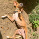 20250815-fotos-bark-1