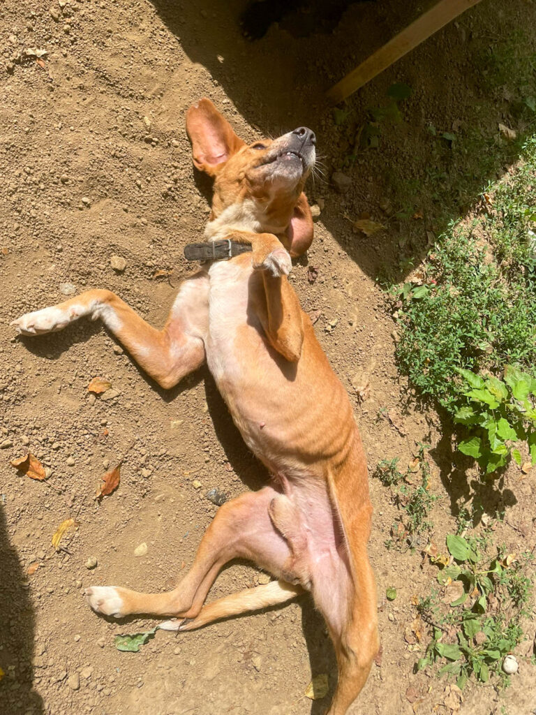 20250815-fotos-bark-1