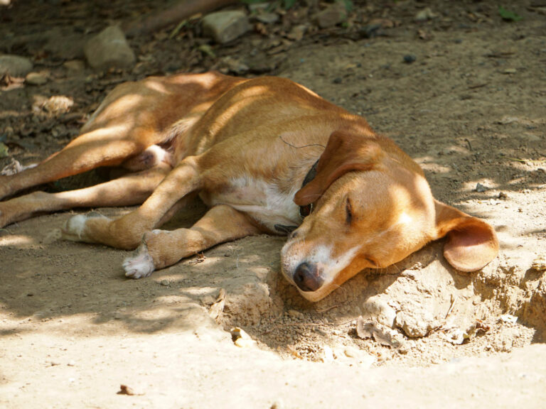 20250815-fotos-bark-2
