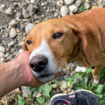 20250815-fotos-bark-3