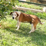 20250815-fotos-bepi-1