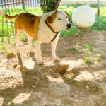 20250815-fotos-bepi-2