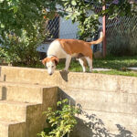 20250815-fotos-bepi-5