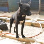 20250815-fotos-billie-13