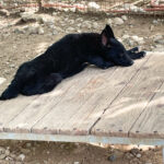 20250815-fotos-billie-18