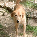 20250815-fotos-darcy-02