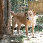 20250815-fotos-darcy-06