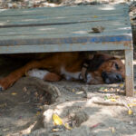 20250815-fotos-dario-2