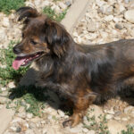 20250815-fotos-emilija-17