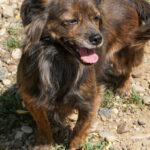 20250815-fotos-emilija-22