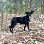 20250815-fotos-fiona-03