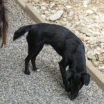 20250815-fotos-fiona-07