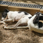 20250815-fotos-ilias-1