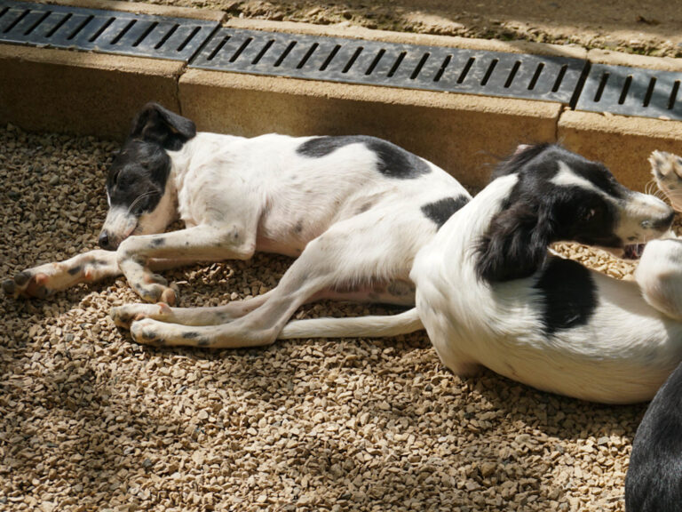 20250815-fotos-ilias-1