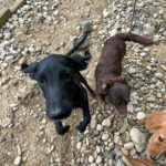 20250815-fotos-irma-2