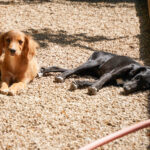 20250815-fotos-irma-3