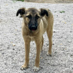 20250815-fotos-josephine-1