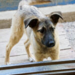 20250815-fotos-josephine-7