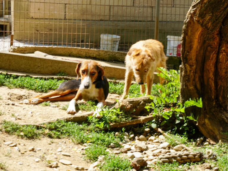 20250815-fotos-ofelia-11
