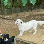 20250815-fotos-pupin-10